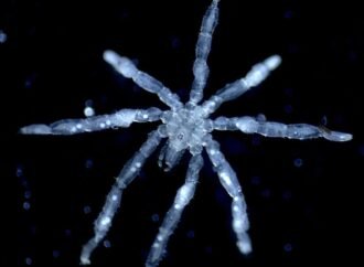 Give me the good news: four science stories to brighten your day