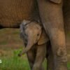 Global nature talks reach deal but money remains an issue
