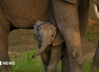 Global nature talks reach deal but money remains an issue
