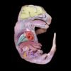 How to build a mouse: embryo development captured in stunning detail
