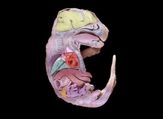 How to build a mouse: embryo development captured in stunning detail