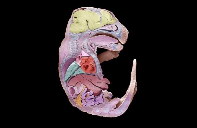 How to build a mouse: embryo development captured in stunning detail