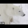 How to watch Churchill’s famous polar bears live