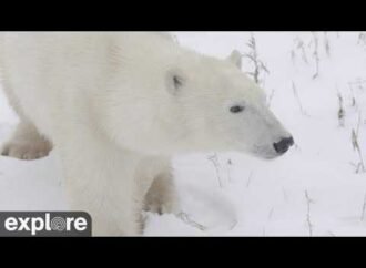 How to watch Churchill’s famous polar bears live