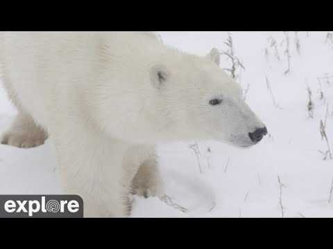 How to watch Churchill’s famous polar bears live