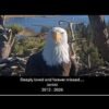 Jackie tribute video celebrates bald eagle’s wonderous life