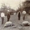 Jonathan the tortoise is 194 years old and thriving. His genes help explain why.