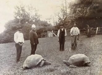 Jonathan the tortoise is 194 years old and thriving. His genes help explain why.