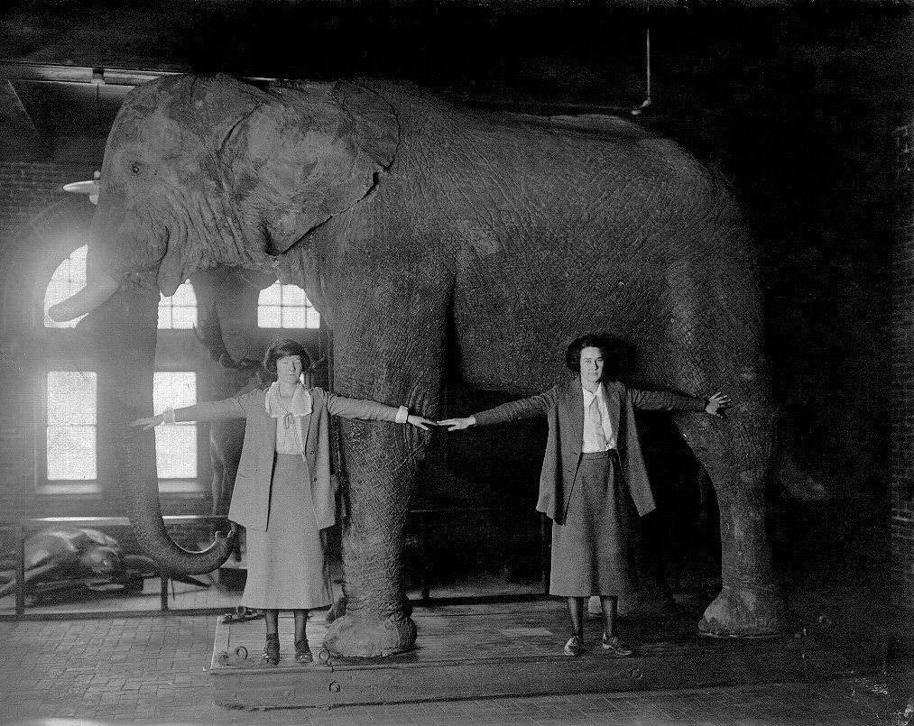 Black and white image of taxidermy elephant with two woman holding hands in front of it to demonstrate its massive size.
