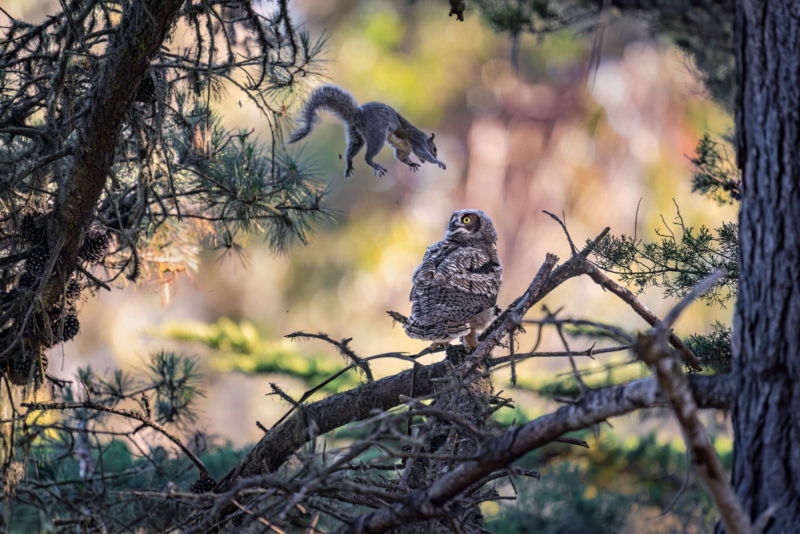 A young Great Horned Owl had barely settled onto its perch before a protective squirrel launched a surprise aerial tackle