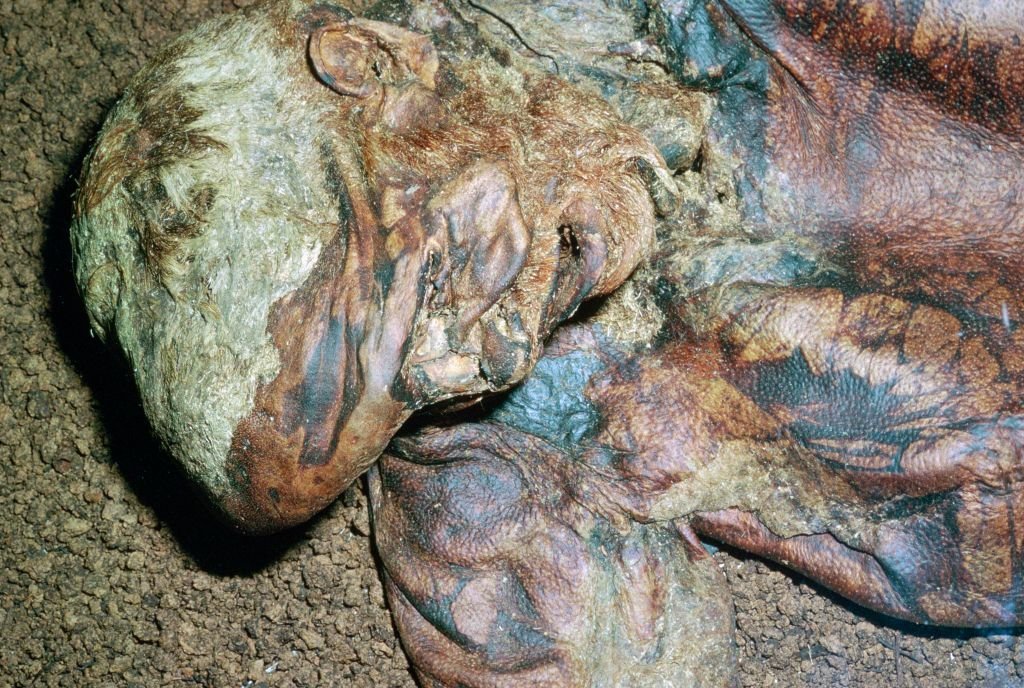A close up of a preserved bog body with leathery skin and reddish hair.