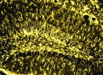 Memory stays strong in old age when this brain enzyme is active