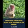 Monkeys also avoid germs after viral outbreaks 