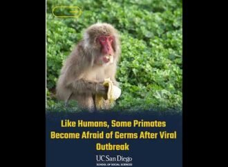 Monkeys also avoid germs after viral outbreaks 