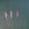 More evidence emerges that Arabian Sea humpback whales could be their own subspecies