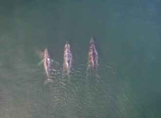 More evidence emerges that Arabian Sea humpback whales could be their own subspecies