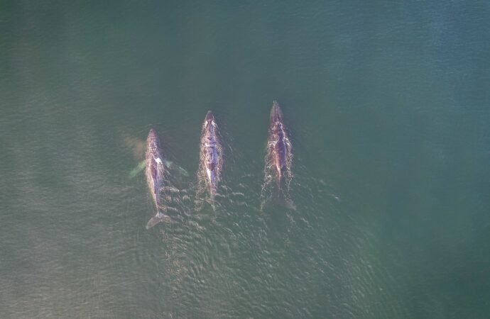 More evidence emerges that Arabian Sea humpback whales could be their own subspecies