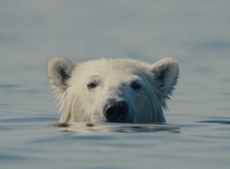 Mubi Sets Theatrical Release for Sundance Prize Winning Doc ‘Nuisance Bear’ – Film News in Brief