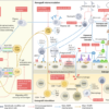 Multimodal precision diagnostics in clinical xenotransplantation – Nature