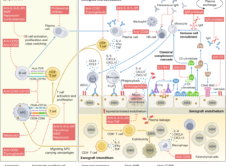 Multimodal precision diagnostics in clinical xenotransplantation – Nature