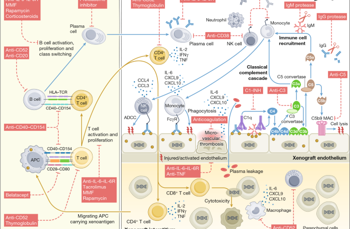Multimodal precision diagnostics in clinical xenotransplantation – Nature