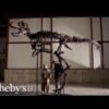 Nanotyrannus named Jodi needs a new home (if you have $9M)