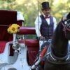 New York bans horse-drawn carriages over safety and abuse concerns