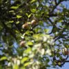 One of the world’s rarest pears only grows in a small Italian town