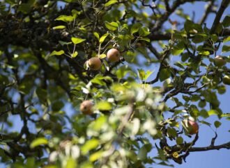 One of the world’s rarest pears only grows in a small Italian town