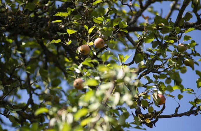 One of the world’s rarest pears only grows in a small Italian town