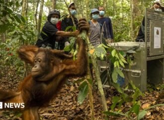 Orangutans released back into Borneo forest after devastating fires
