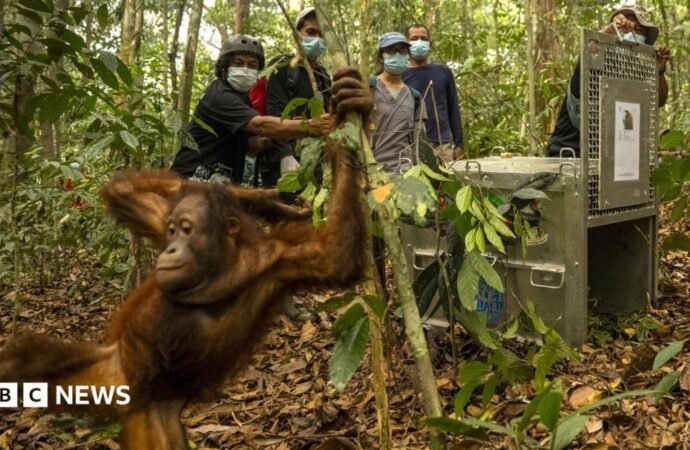 Orangutans released back into Borneo forest after devastating fires