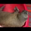 Orphaned walrus calf rescued from nearby polar bears in Alaska