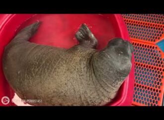 Orphaned walrus calf rescued from nearby polar bears in Alaska