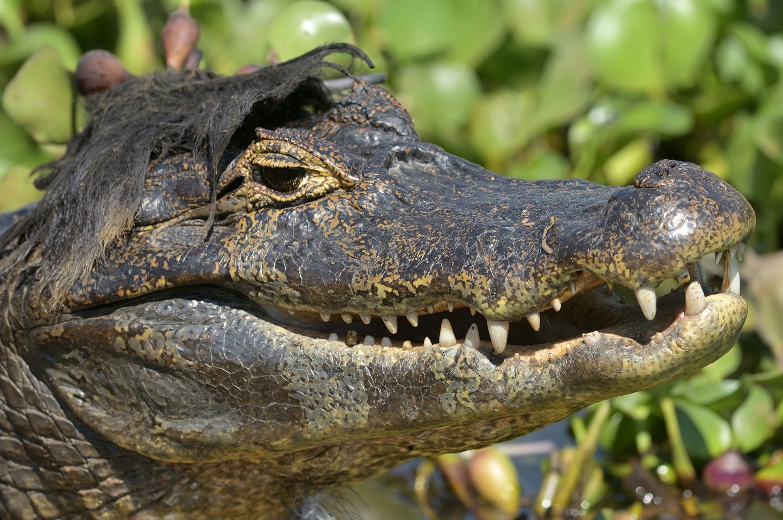 caiman emerged from the water in an area with a lot of floating vegetation, and part of it remained on its head.