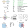 Persistent neuronal stress signalling underlies Angelman syndrome phenotypes – Nature