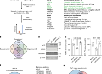 Persistent neuronal stress signalling underlies Angelman syndrome phenotypes – Nature