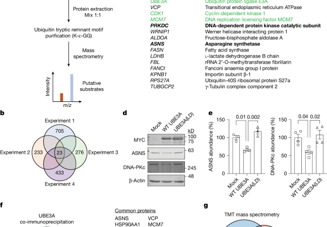 Persistent neuronal stress signalling underlies Angelman syndrome phenotypes – Nature