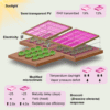 Pink light helps broccoli grow