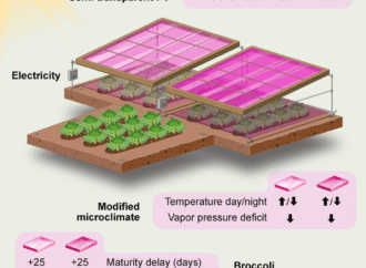 Pink light helps broccoli grow