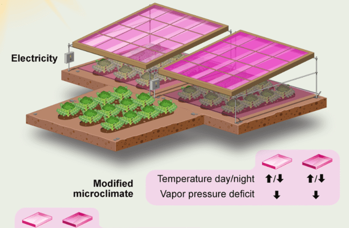 Pink light helps broccoli grow