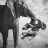 Powerful image of a grieving elephant wins Wildlife Photographer of the Year