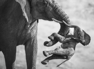 Powerful image of a grieving elephant wins Wildlife Photographer of the Year