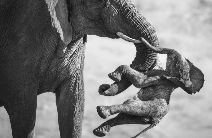 Powerful image of a grieving elephant wins Wildlife Photographer of the Year