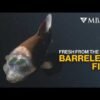 Rare glob-eyed fish spotted in ocean’s twilight zone
