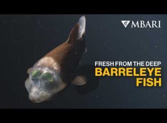 Rare glob-eyed fish spotted in ocean’s twilight zone