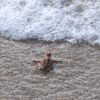 Rare ‘pumpkin spice’ baby sea turtle spotted in Florida