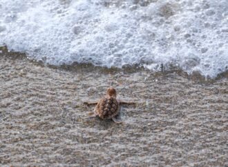 Rare ‘pumpkin spice’ baby sea turtle spotted in Florida