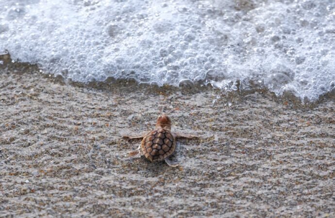 Rare ‘pumpkin spice’ baby sea turtle spotted in Florida