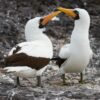 Real-life vampire birds hunt and drink blood in remote Ecuador